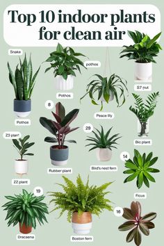 the top 10 indoor plants for clean air, including houseplants and succulents