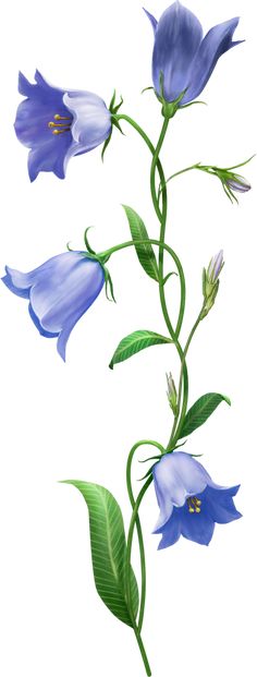 blue flowers with green leaves on a white background