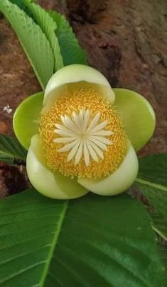 a yellow flower with green leaves around it