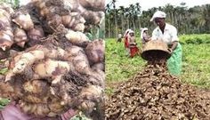 two pictures with people working in the field, one is holding a wheelbarrow full of root vegetables