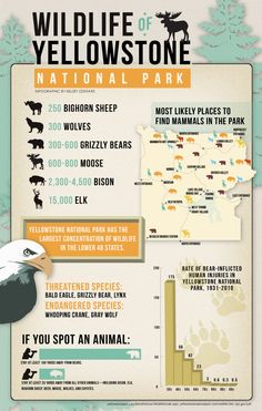 the wild life of yellowstone national park is shown in this info sheet, with information about wildlife