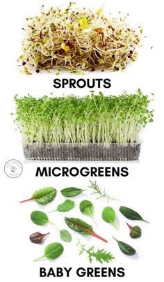 different types of plants that are growing from seed to sprouts and microgreens