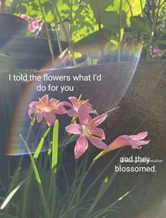 some pink flowers are in the grass with a rainbow