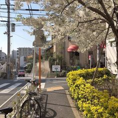 a bicycle parked on the side of a road next to a tree with white flowers