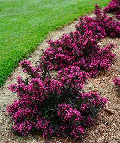 some purple flowers are growing in the dirt and mulchs on the ground next to grass