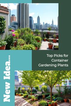 Rooftop garden with various container plants against a city skyline backdrop, promoting container gardening ideas.