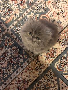 a fluffy cat sitting on top of a rug