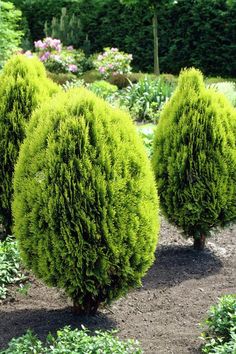 three green bushes in the middle of a garden