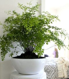 a potted plant sitting on top of a stack of white plates in front of a window