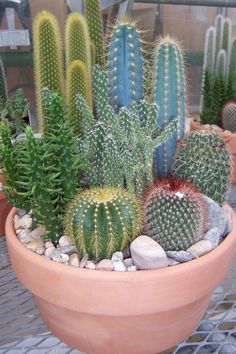 many different types of cactus in a pot