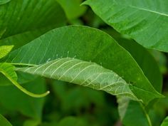 a green leaf that is growing on the tree