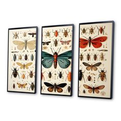 three framed pictures with bugs and insects on them