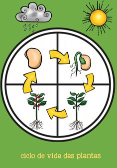 an image of a plant life cycle on a green background with the sun and clouds above it