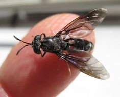 a close up of a person's finger with a fly on it