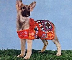 a dog wearing a sweater standing on top of a green grass covered field next to a blue wall