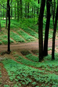 a dirt path in the middle of a forest