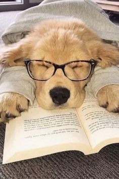 a dog wearing glasses laying on top of an open book with its head resting on it's paws