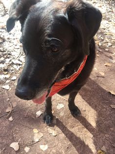 a black dog standing on top of a dirt ground next to leaves and trees with its tongue hanging out