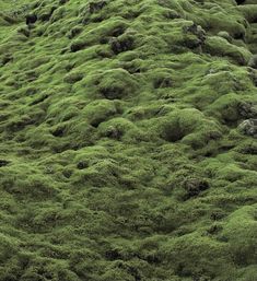 green moss growing on the side of a hill