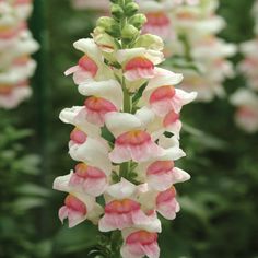 pink and white flowers are blooming in the garden