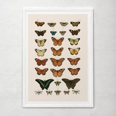 a group of butterflies sitting on top of a white wall