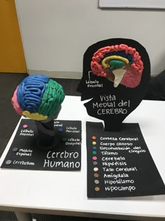 a table topped with two different types of brain models on top of eachother