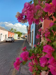 pink flowers growing on the side of a building next to a street with parked cars