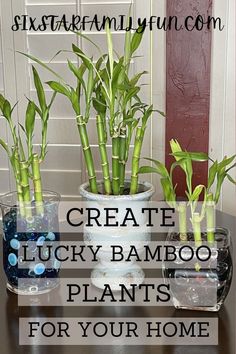 how to make lucky bamboo gifts Lucky Bamboo Care