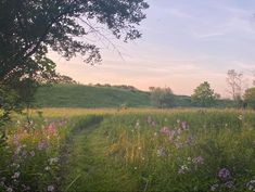 a grassy field with trees and flowers in the foreground