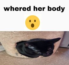 a black cat laying in its bed with the caption where her body is