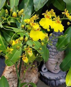 yellow flowers are blooming on the plant in front of a buddha statue and green leaves