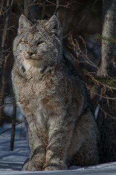 a large cat sitting in the snow next to some tree branches with its eyes closed