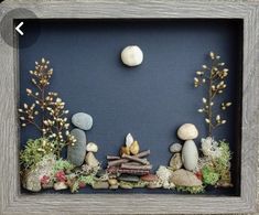 a shadow frame with rocks and plants in it