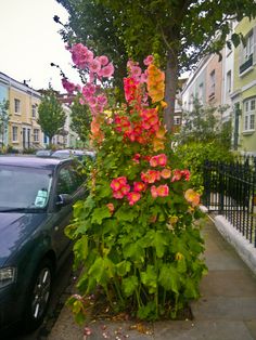 a car parked next to a tall plant with flowers growing on it's side