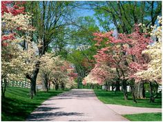 the trees are blooming all over the road