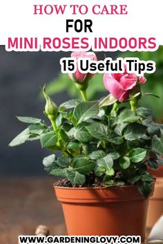 a potted plant with pink roses in it and the words how to care for mini roses indoors 15 useful tips