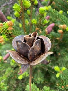 a close up of a flower on a tree