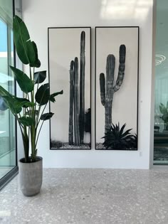 two black and white paintings on the wall next to a potted plant in front of a glass door