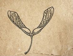 a drawing of two leaves on top of a piece of brown paper with black ink