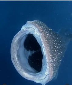 a large fish with its mouth open in the water