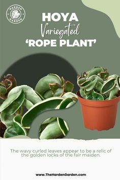 an advertisement for a plant that is growing in a pot with the words, hoya variegated rope plant