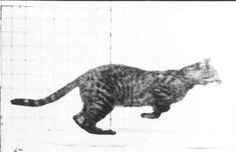 a black and white photo of a cat running