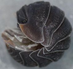 a close up view of an octopus's shell