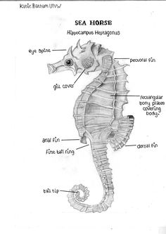 a sea horse is labeled in the diagram above it's name and features all its parts