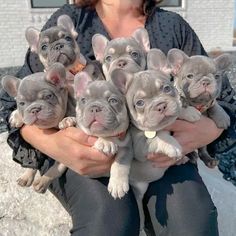 a woman is holding six puppies in her hands