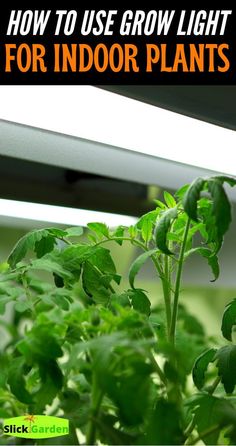 an indoor garden with green plants growing in it and the words how to use grow light for indoor plants