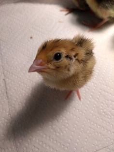 a small bird sitting on top of a white table