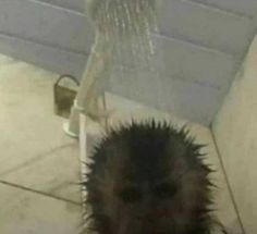 an animal that is under a shower head