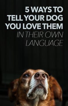 a dog looking up with the words 5 ways to tell your dog you love them in their own language