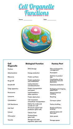 the cell organ and its functions are shown in this diagram, with text below it